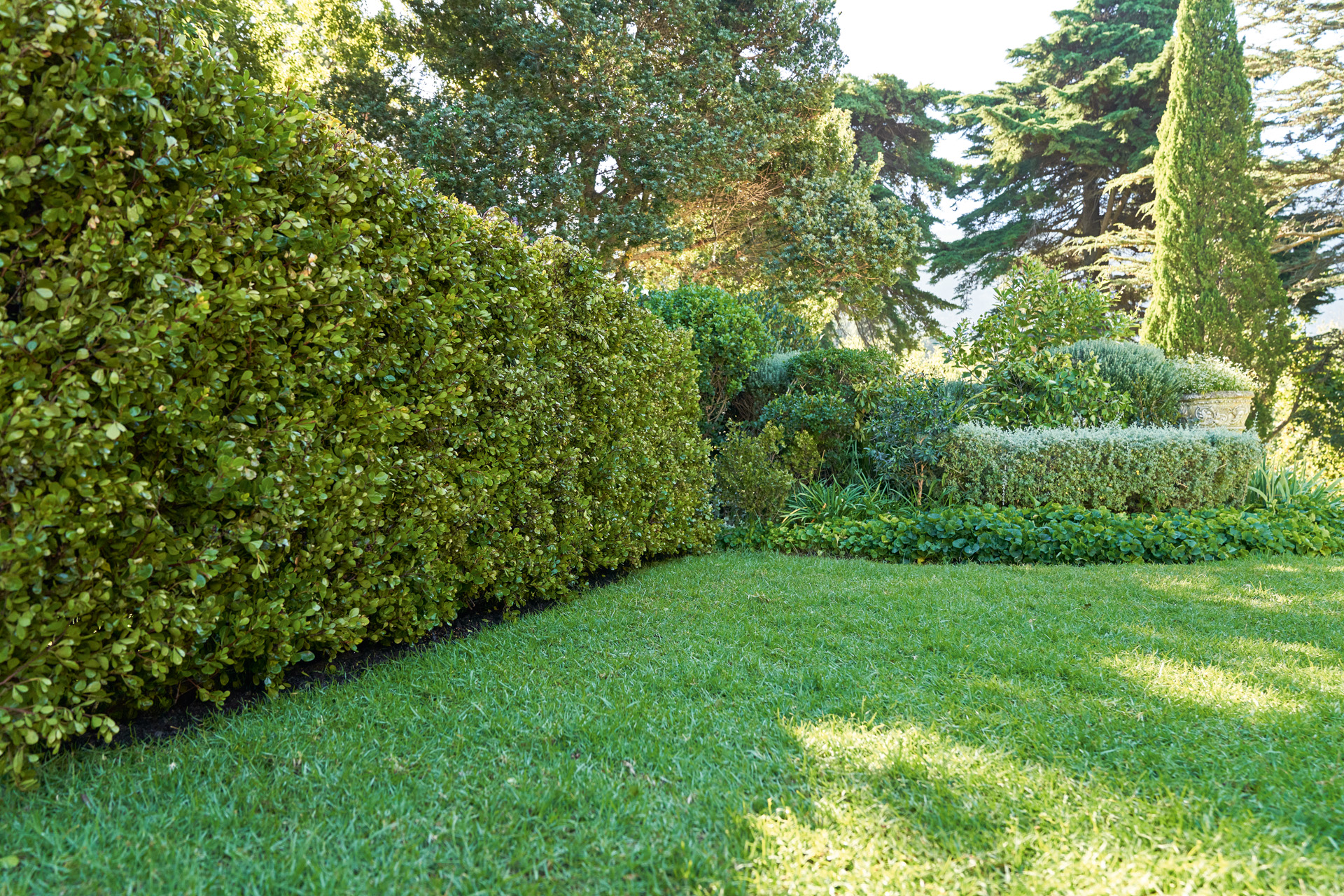 Seto de jardín fuerte y sano con césped, árboles al fondo