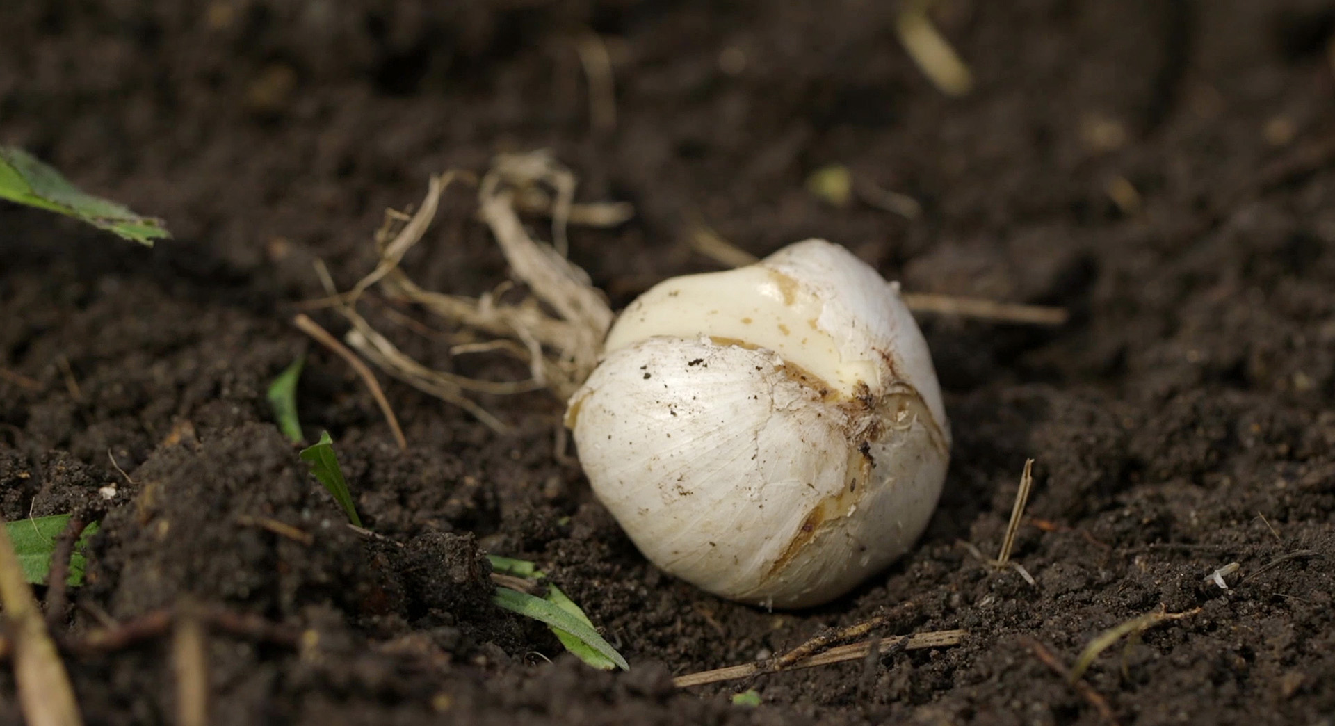 Primer plano de una cebolla en un parterre